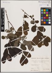 Foto von Salix aurita L.
